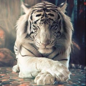 Meet your Posher, Fatimah